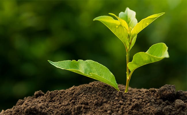 A District-Scale Ionic Clay System